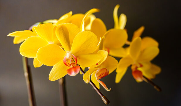 洋蘭の花」の写真素材 | 4,815件の無料イラスト画像 | Adobe Stock