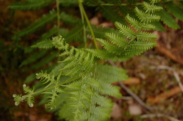Close-up of fresh green fern fronds and curling young shoots growing on a shaded forest floor, ideal for nature, ecology, wellness, and renewal themes. © Before Noon