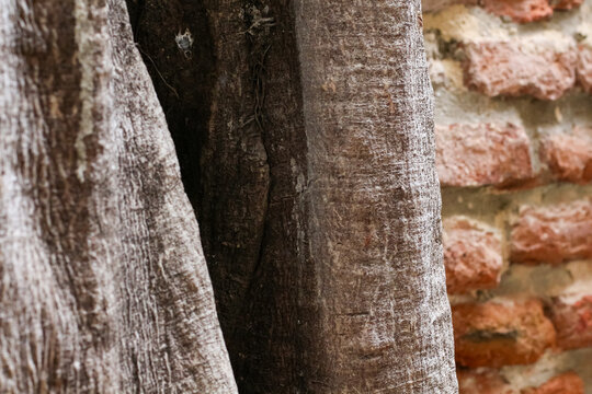 Close-up texture of rough tree bark next to a weathered brick wall