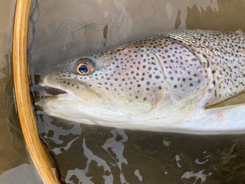 Sakhalin Taimen Caught in Landing Net at Lake Shumarinai