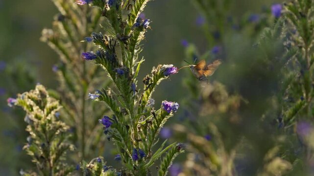 Hummingbird hawk-moth use long proboscis to collect nectar from blueweed flower