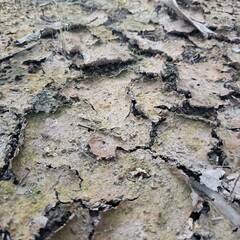 Fototapeta premium Parched cracked earth texture with dry leaves during extreme summer drought season