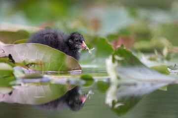 Common Moorhen Chick Holding Prey on Water Lily Leaf in Natural Wetland © Dmytro