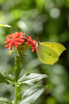 Male brimstone butterfly (Gonepteryx rhamni) feeding on Jerusalem cross (Lychnis calcedonica).
