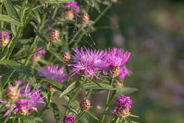 Obraz premium Brownray knapweed (Centaurea jacea). Pink blossoms and developing flower buds. Space for your text. Ideal as background for botanical publications.