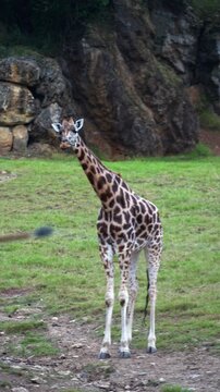 Majestic young giraffe standing gracefully in a lush, green grassy field with a rocky background, observing its natural surroundings and occasionally turning its head with curiosity