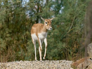 Blackbuck in the zoo  © Hana