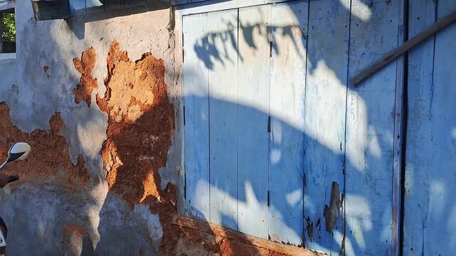 Old rustic house wall with peeling paint and blue wooden door. Banana leaf shadow dancing on textured surface. Traditional architecture and natural light pattern. Rustic village background.