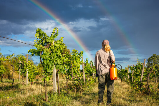Female farmer preparing for spraying grapevine in summer. Woman with crop sprayer walking through vineyard after rain with rainbow on sky