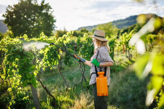 Farmer spraying vineyard using crop sprayer for pesticide and fungicide application. Summer viticulture agriculture activity