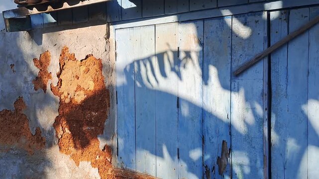 Old rustic house wall with peeling paint and blue wooden door. Banana leaf shadow dancing on textured surface. Traditional architecture and natural light pattern. Rustic village background.