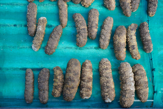Fresh Sea Cucumber or Teripang, Holothuroidea, Holothurian Displayed at a Traditional Fish Market