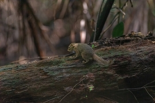 view of treeshrew, a small mammal native to southeast asian forests