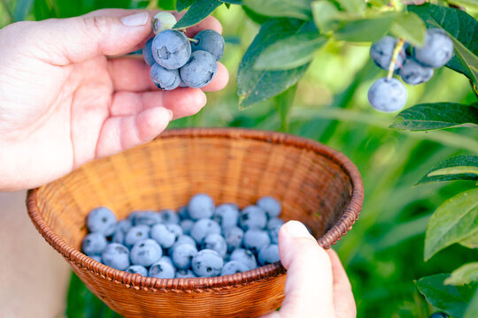 Huckleberry picking. Female hands gather ripe blueberries in a wicker bowl&mdash;harvesting concept.