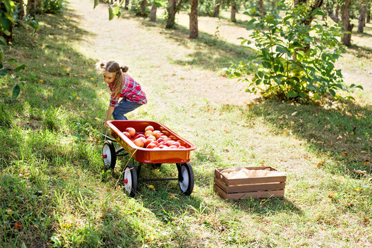 Girl with Apple in the Apple Orchard. Beautiful Girl Eating Organic Apple in the Orchard. Harvest Concept. Garden, Toddler eating fruits at fall harvest.