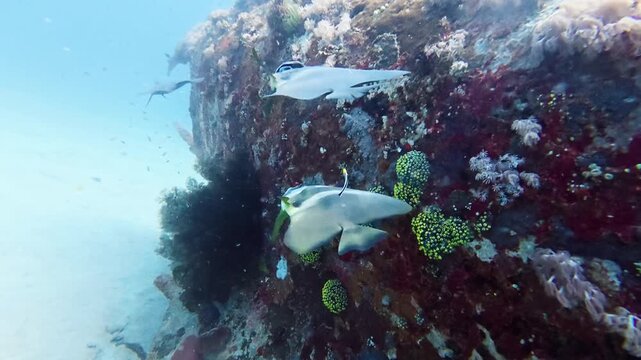 Longfin Batfish Visited by Cleaner Wrasse at Reef