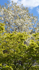 Fototapeta premium The spring view with the fresh green leaves on the trees