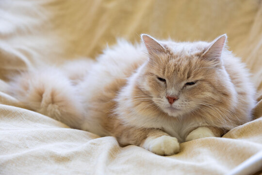 Adorable longf haired cat of siberian breed in relax indoor