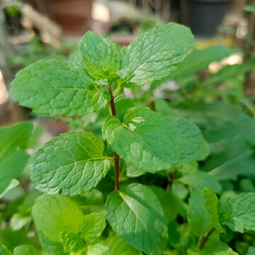 Close up of a single fresh mint stem with bright green leaves in sunlight