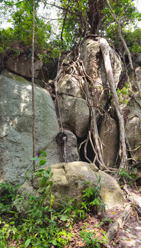 Wooden Rock Viewpoint in tropical forest Island Ko Tao, Surat Thani, Thailand, Southeast Asia.
