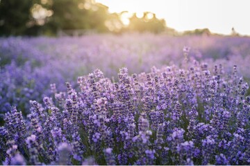 Obraz premium Vibrant lavender field at sunrise with golden sunlight. Purple floral landscape bathed in warm morning glow for serene nature backdrop.