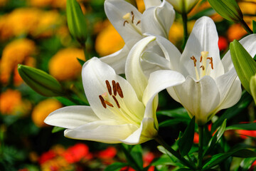 Weisse Lilien im Garten © Peter Allgaier