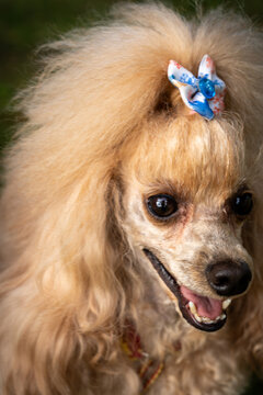 Groomed apricot poodle wearing decorative bow outdoors