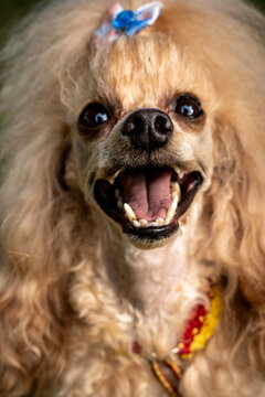 Groomed apricot poodle wearing decorative bow outdoors