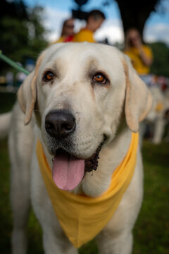 Alabai dog wearing yellow bandana at outdoor event