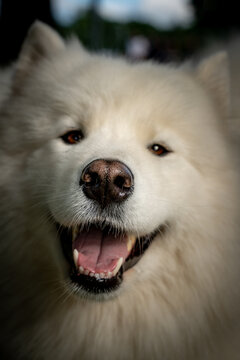 Happy white Samoyed dog panting in a close-up outdoor portrait