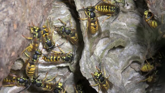 German Wasps (Vespula germanica) inside their nest, in a hole in the ground. July, Kent, UK [Half speed]