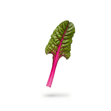 Single fresh organic ruby red swiss chard leaf with pink stem isolated on white background