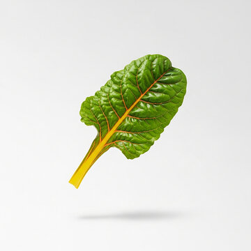 Levitating organic swiss chard leaf with vibrant yellow ribs isolated on white background, vegan food