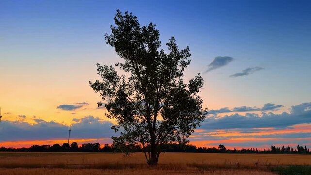 Tall tree centered in agricultural field during vibrant sunset. Dark silhouette of leaves stands against orange clouds and blue evening sky over dry ground.