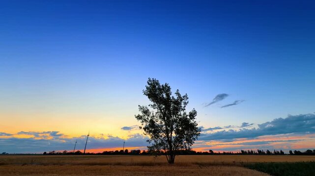 Single tree standing in agricultural field at sunset. Golden field, green tree silhouette, blue sky with orange horizon, wind turbines on background.