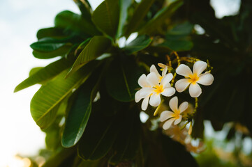Fototapeta premium Flowers on a tree in Bangkok, Thailand during the evening light