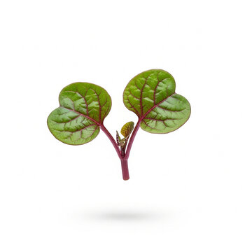 Young Malabar Spinach Sprout with Green Leaves and Red Veins Isolated on White Background