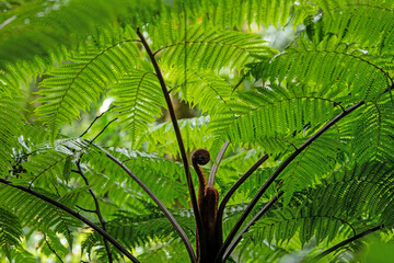 Daytime close-up of a giant tree fern with vibrant green fronds and a unfurling fiddlehead. Venecia, San José, Costa Rica. © jiriviehmann