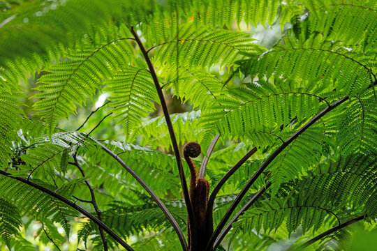 Daytime close-up of a giant tree fern with vibrant green fronds and a unfurling fiddlehead. Venecia, San Jos&eacute;, Costa Rica.