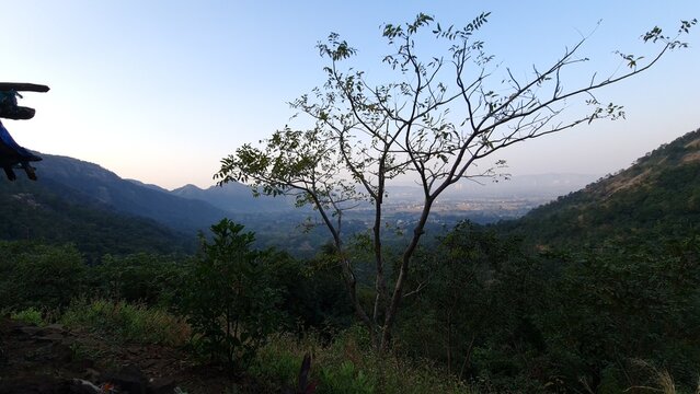 Tree silhouette overlooking valley with mountains forest and distant city skyline