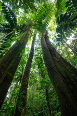 Kapok trees (Ceiba pentandra), stilt palms (Iriartea deltoidea, Socratea exorrhiza), and moss-covered hardwood tree trunks reaching toward the canopy. primary rainforest. Venecia, Costa Rica. © jiriviehmann