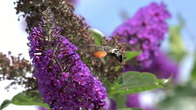 Hummingbird Hawk Moth (Macroglossum stellatarum) hovering and feeding on Buddleia flowers in a garden. July, Kent, UK [Slow motion x10]