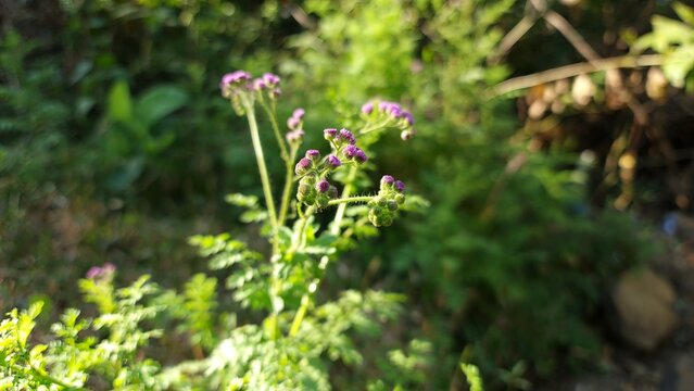 Cyathocline purpurea purple wildflower cluster macro in natural green background