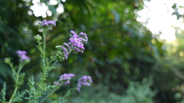 Cyanthillium cinereum purple wildflower macro Sahadevi plant in natural green background