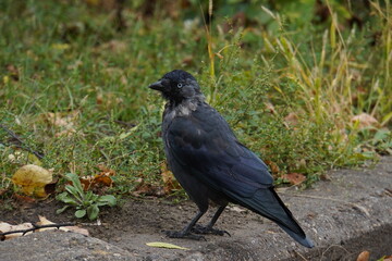 Obraz premium A Western jackdaw sits on a curb near the grass