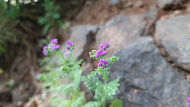 Soft pink wildflower background with delicate small blossoms natural texture
