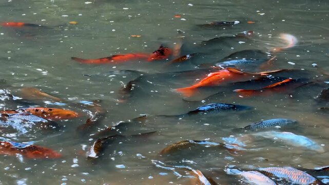 Many colorful carp fish gathering near surface of water. Red orange black koi fish, dark water, bubbles, ripples, close up shot, sunlight reflections.