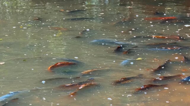 Group of carp swimming in shallow pond. Multiple fish move together through muddy water filled with white foam clusters.
