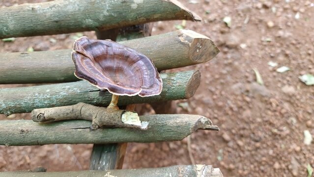 Bracket fungus polypore on wood logs macro texture forest India