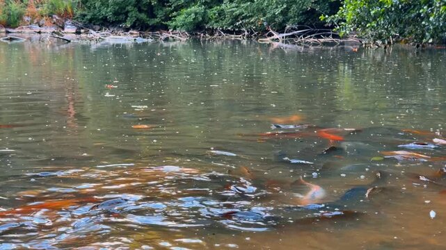 Pond surface with swimming fish and tree reflection. Orange and dark carp move across freshwater showing mirrored green leaves along the shore.